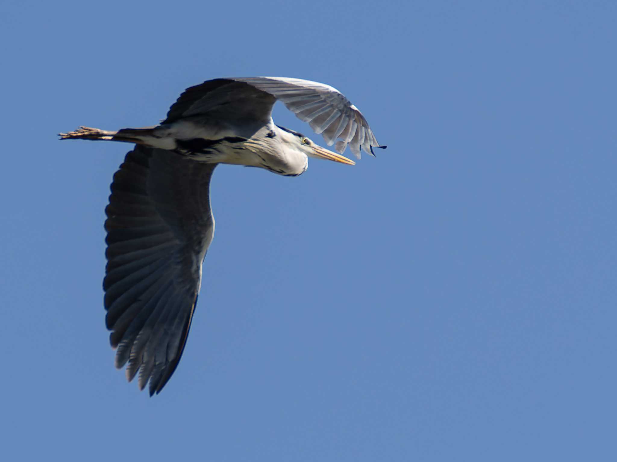 Photo of Grey Heron at 神ノ島(長崎市) by ここは長崎