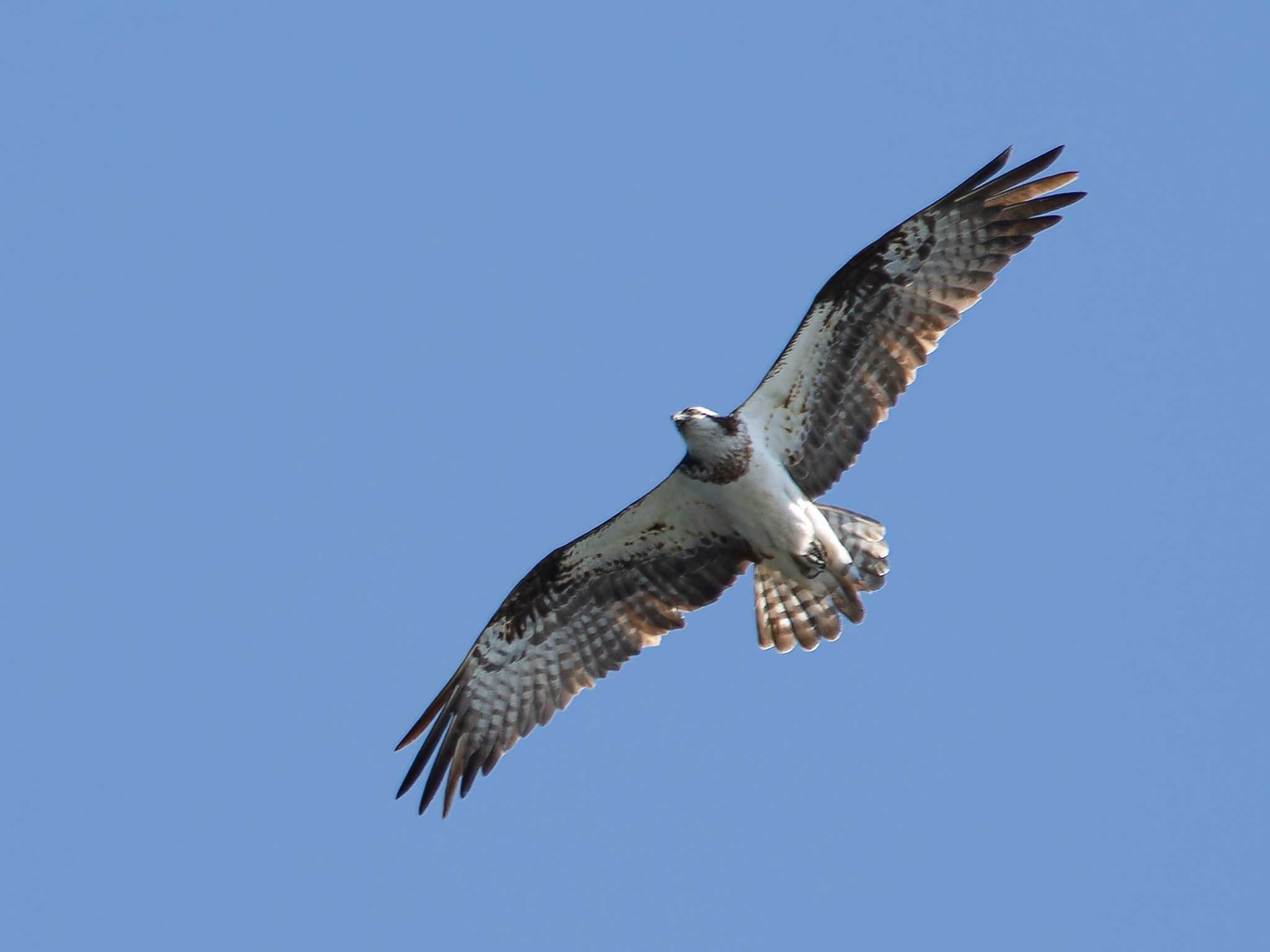 Photo of Osprey at 神ノ島(長崎市) by ここは長崎