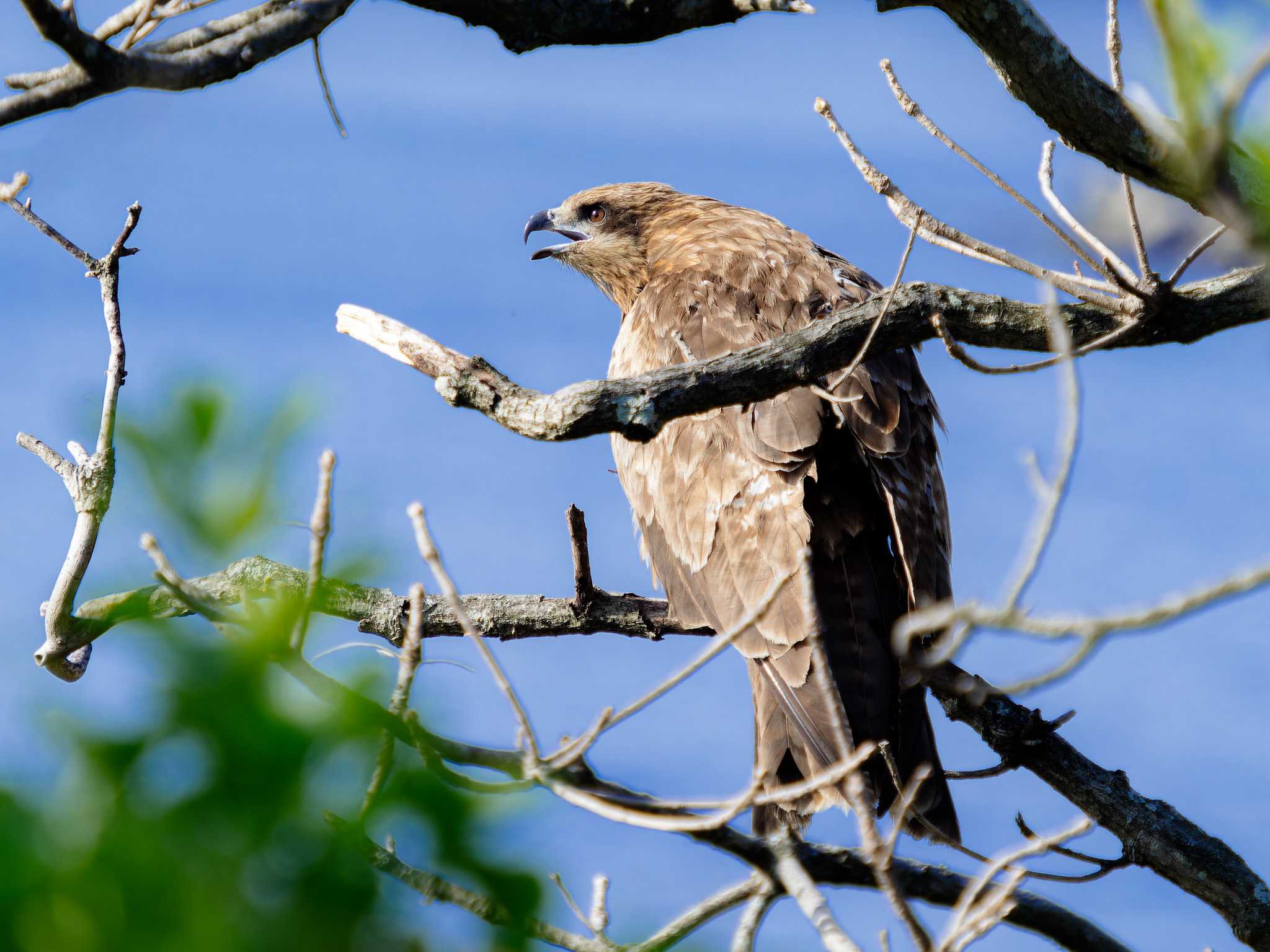 Photo of Black Kite at 神ノ島(長崎市) by ここは長崎