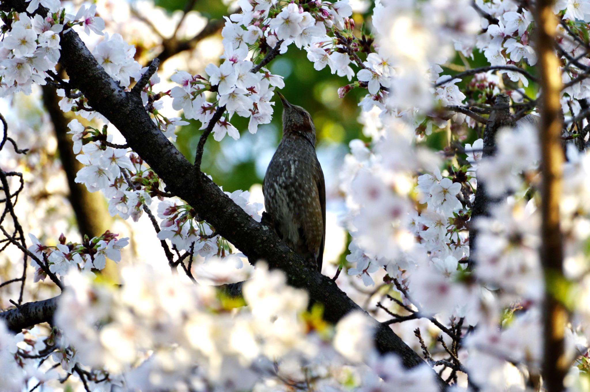 Photo of Brown-eared Bulbul at 桃山公園 by ちったん