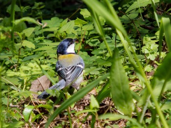 Japanese Tit 神ノ島(長崎市) Tue, 3/28/2023