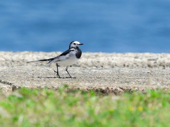 White Wagtail(leucopsis) 神ノ島(長崎市) Tue, 3/28/2023