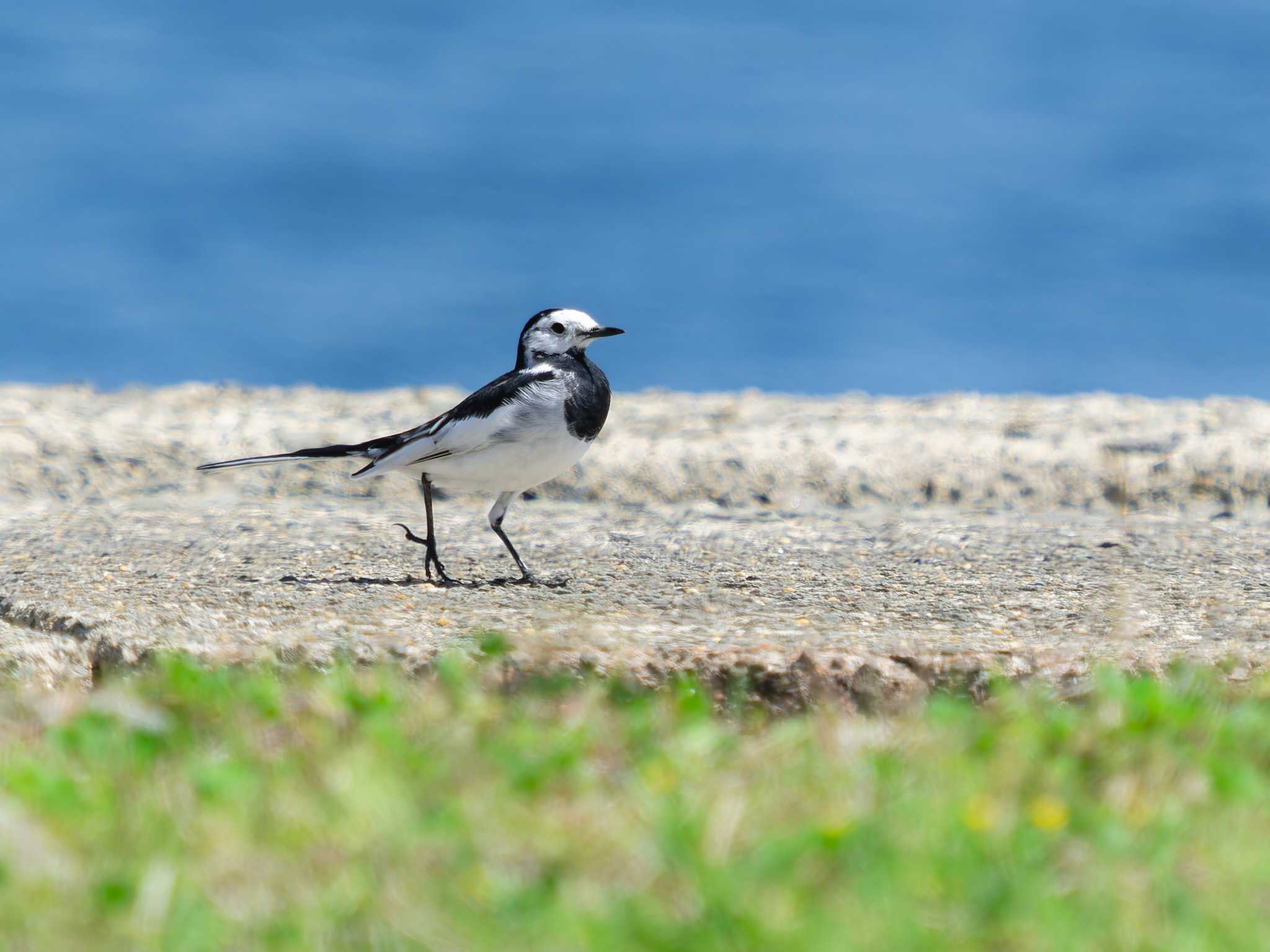 White Wagtail(leucopsis)