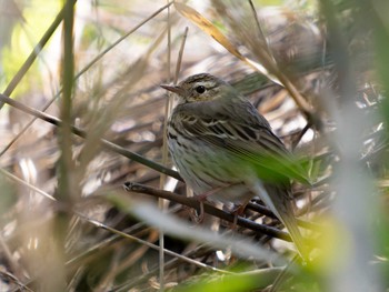 Olive-backed Pipit 神ノ島(長崎市) Tue, 3/28/2023