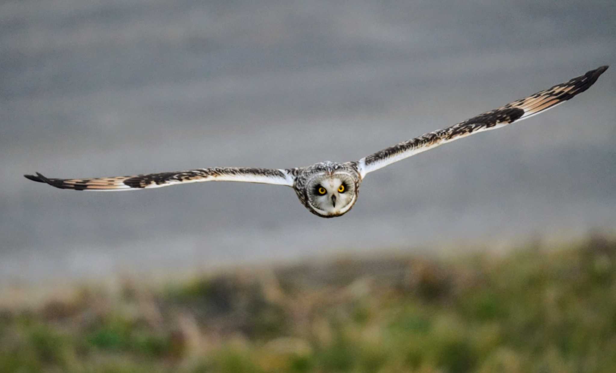 江戸川 コミミズクの写真 by Kたろー