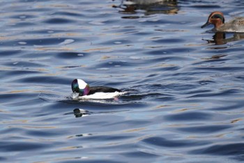 2023年1月7日(土) 多摩川トライアングルの野鳥観察記録