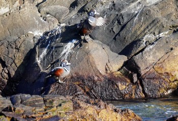 2023年1月9日(月) 平磯海岸の野鳥観察記録