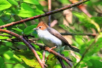 Chestnut-crested Yuhina Kinabaru park Sat, 4/28/2018