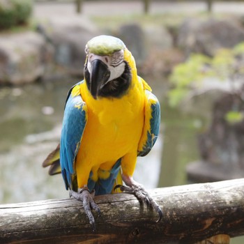 コンゴウインコ 松ヶ岡公園 2023年3月28日(火)