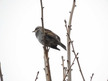 2023年3月28日(火) 木場公園(江東区)の野鳥観察記録