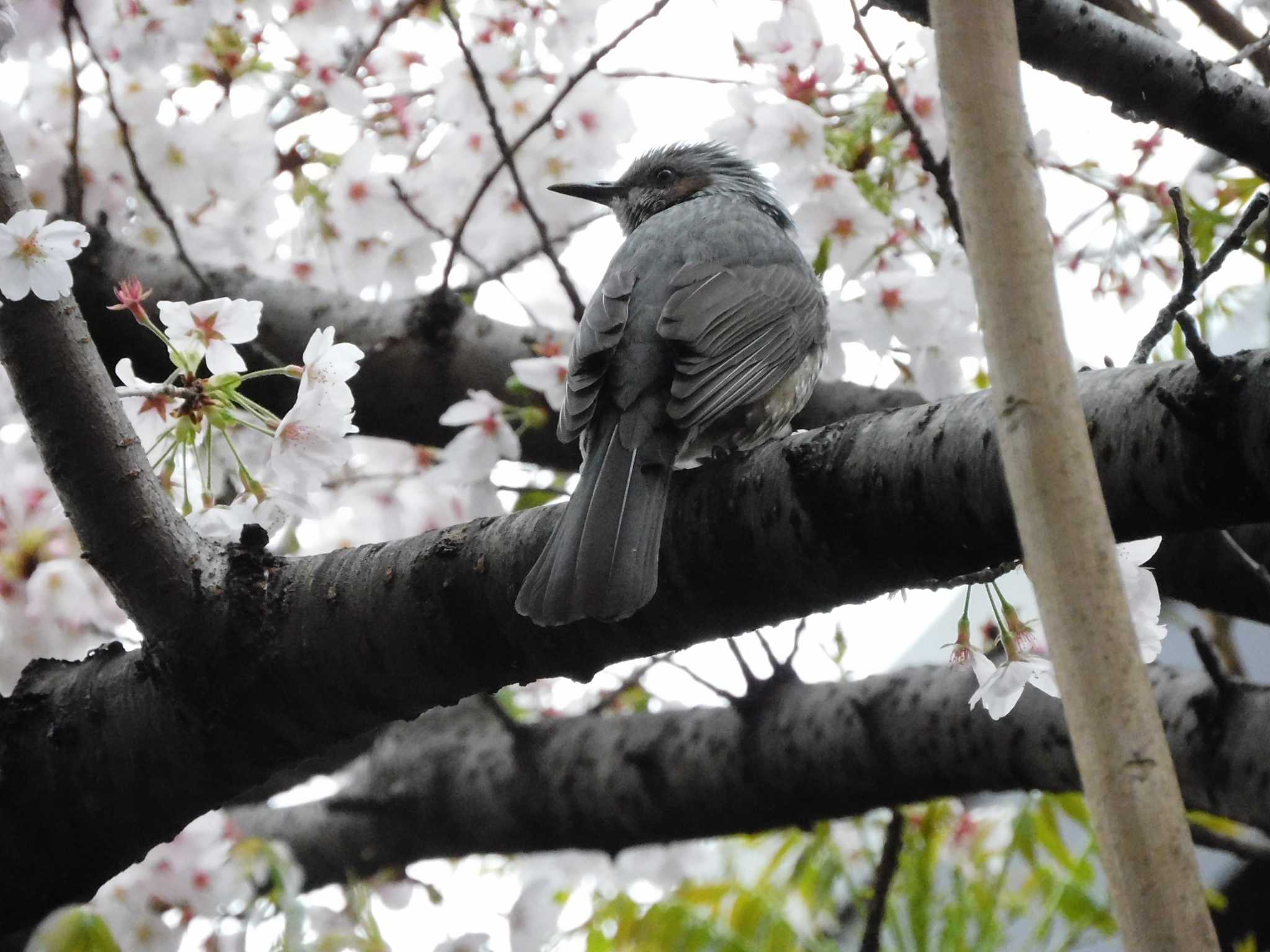 木場公園(江東区) ヒヨドリの写真 by morinokotori