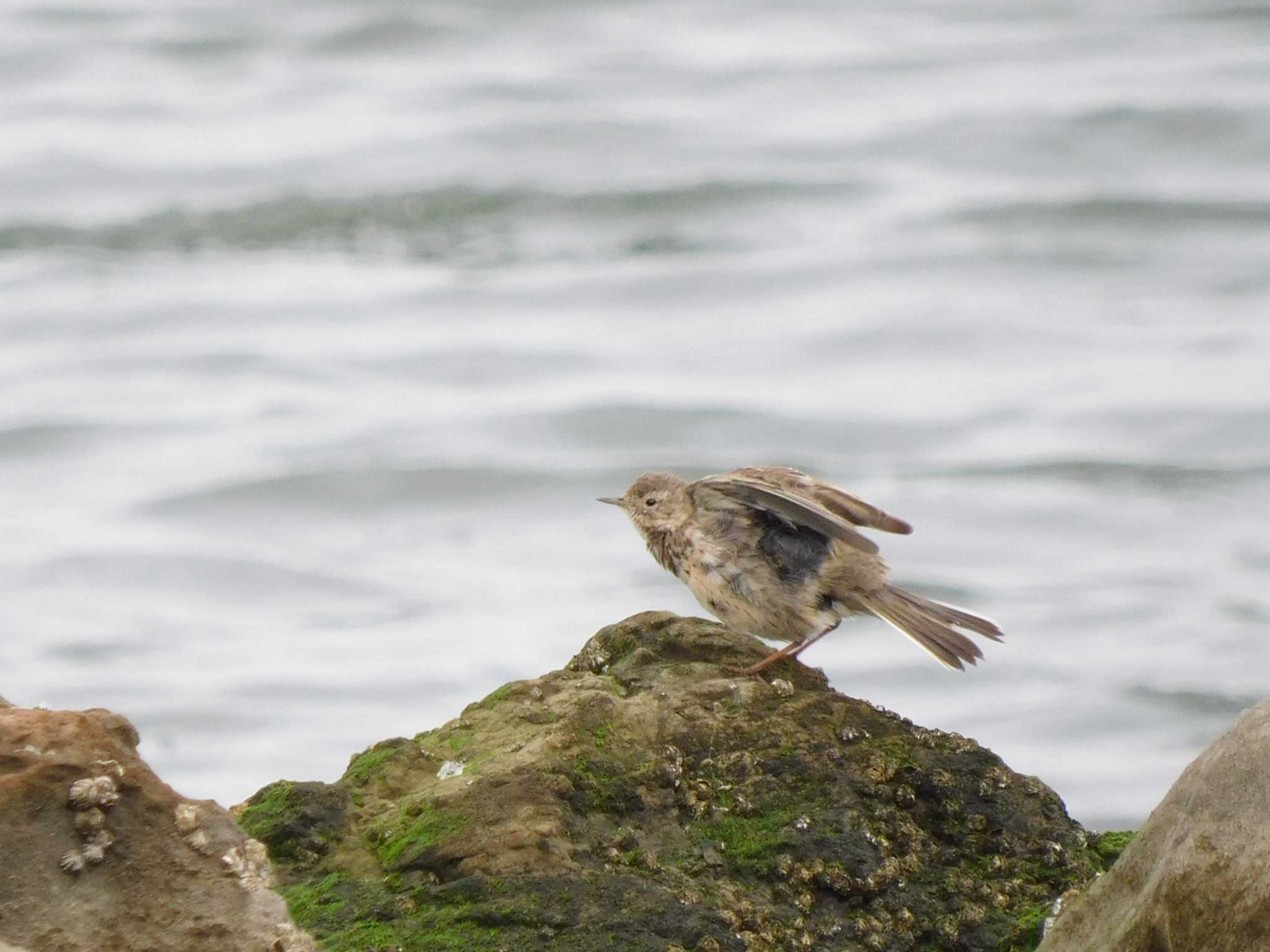 Photo of Water Pipit at 新木場緑道公園(東京都江東区) by morinokotori