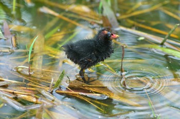 Common Moorhen 古代蓮の里 Mon, 6/26/2017