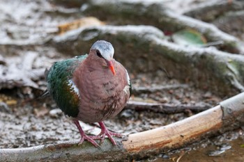 キンバト キャンベルタウン野鳥の森 2023年3月25日(土)