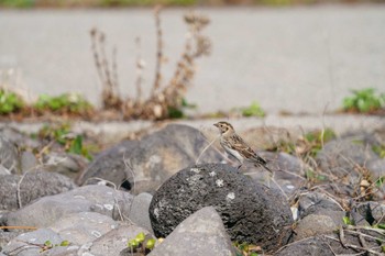 Lapland Longspur Unknown Spots Mon, 11/7/2022