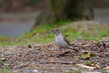 Red-throated Thrush 岡山県 Thu, 2/23/2023