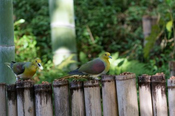 White-bellied Green Pigeon 山田池公園 Sun, 3/19/2023