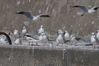 ヒメカモメ 銚子漁港 2023年3月11日(土)