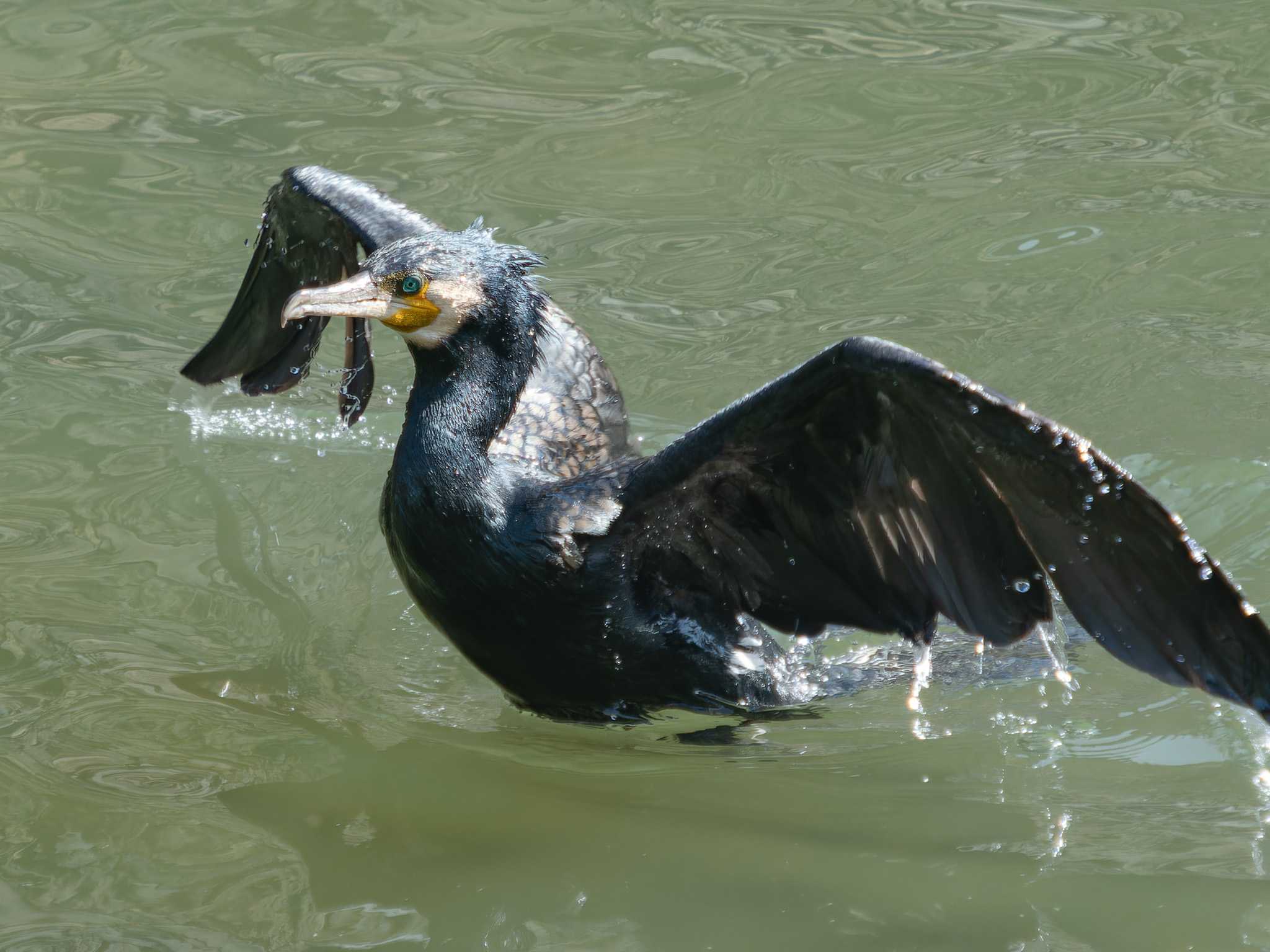 中島川 石橋群周辺(長崎市) カワウの写真 by ここは長崎