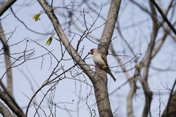 Chinese Grosbeak 大阪 Sun, 1/15/2023