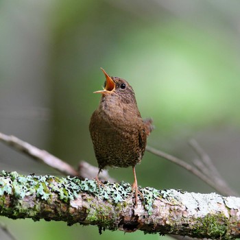 Eurasian Wren 上高地 Sat, 5/19/2018