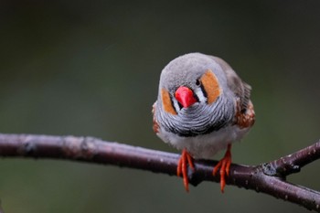 キンカチョウ キャンベルタウン野鳥の森 2023年3月25日(土)