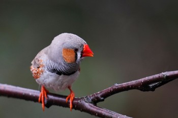 キンカチョウ キャンベルタウン野鳥の森 2023年3月25日(土)