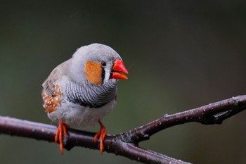 キンカチョウ キャンベルタウン野鳥の森 2023年3月25日(土)