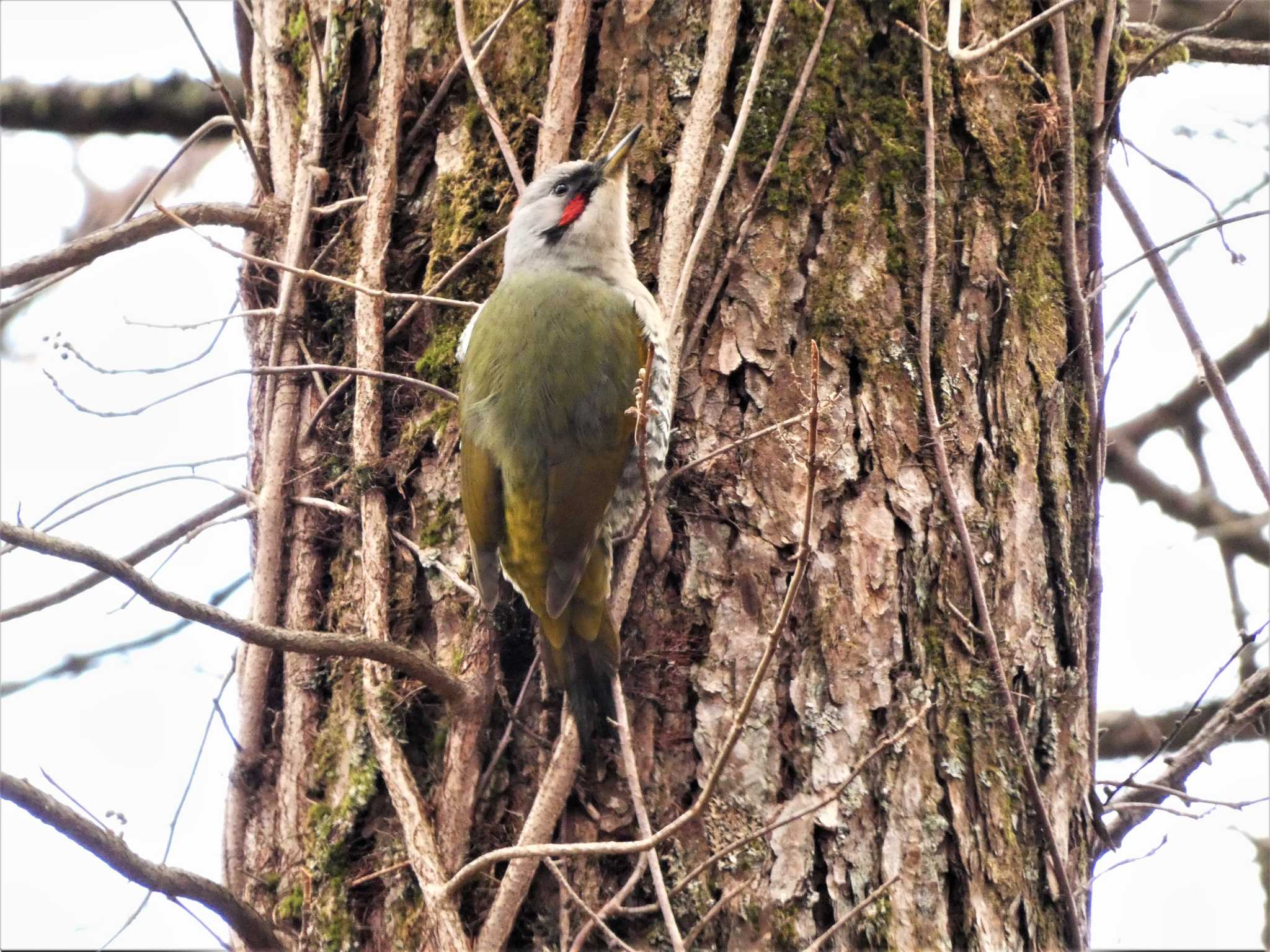 アオゲラ