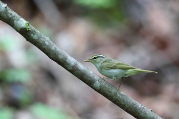 Eastern Crowned Warbler Unknown Spots Sat, 5/12/2018