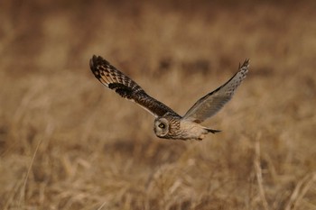 Short-eared Owl 豊明 Thu, 3/10/2022