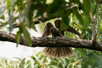 Grey Nightjar 大阪 Sat, 10/22/2022