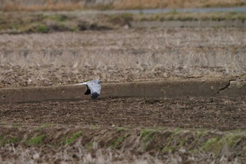 Hen Harrier Unknown Spots Sat, 2/25/2023