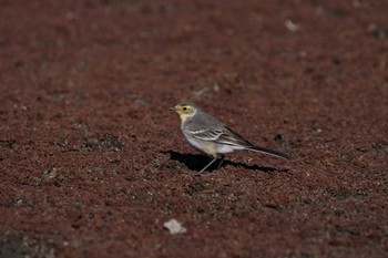 Citrine Wagtail 愛知県 Tue, 1/3/2023