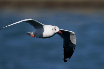 チャガシラカモメ 銚子漁港 2023年3月11日(土)