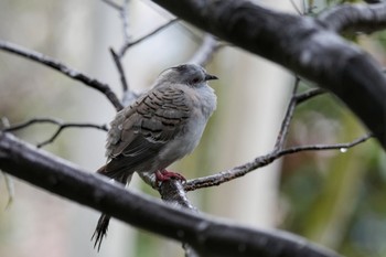 Crested Pigeon キャンベルタウン野鳥の森 Sat, 3/25/2023