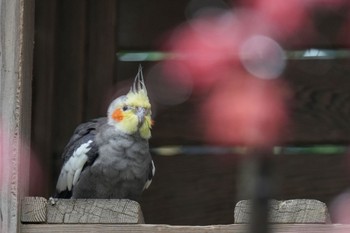 オカメインコ キャンベルタウン野鳥の森 2023年3月25日(土)