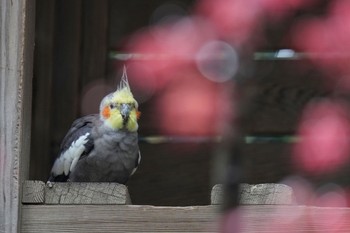 オカメインコ キャンベルタウン野鳥の森 2023年3月25日(土)