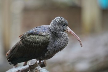 Glossy Ibis キャンベルタウン野鳥の森 Sat, 3/25/2023