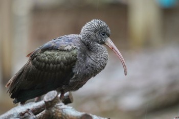 Glossy Ibis キャンベルタウン野鳥の森 Sat, 3/25/2023