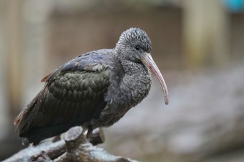 Glossy Ibis キャンベルタウン野鳥の森 Sat, 3/25/2023