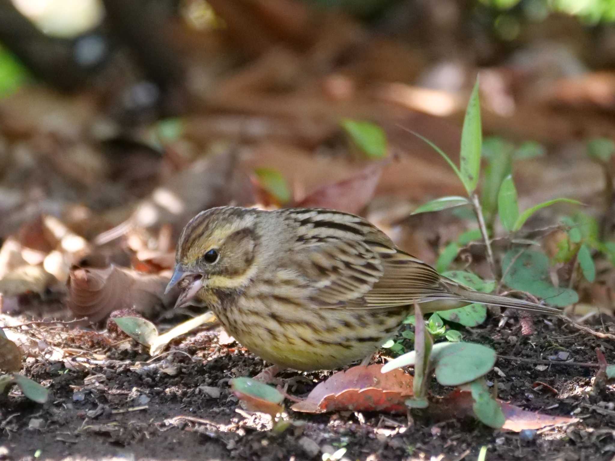 食事中もOKだよ・・。 by little birds