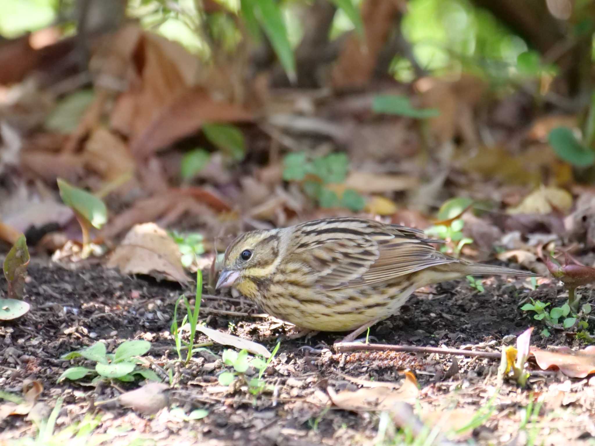 アオジ3態。　明るいとこに来たから綺麗に撮って・・。 by little birds