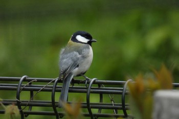 2023年3月27日(月) 東京都の野鳥観察記録