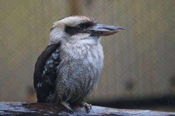 ワライカワセミ キャンベルタウン野鳥の森 2023年3月25日(土)