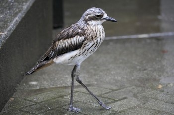 オーストラリアイシチドリ キャンベルタウン野鳥の森 2023年3月25日(土)