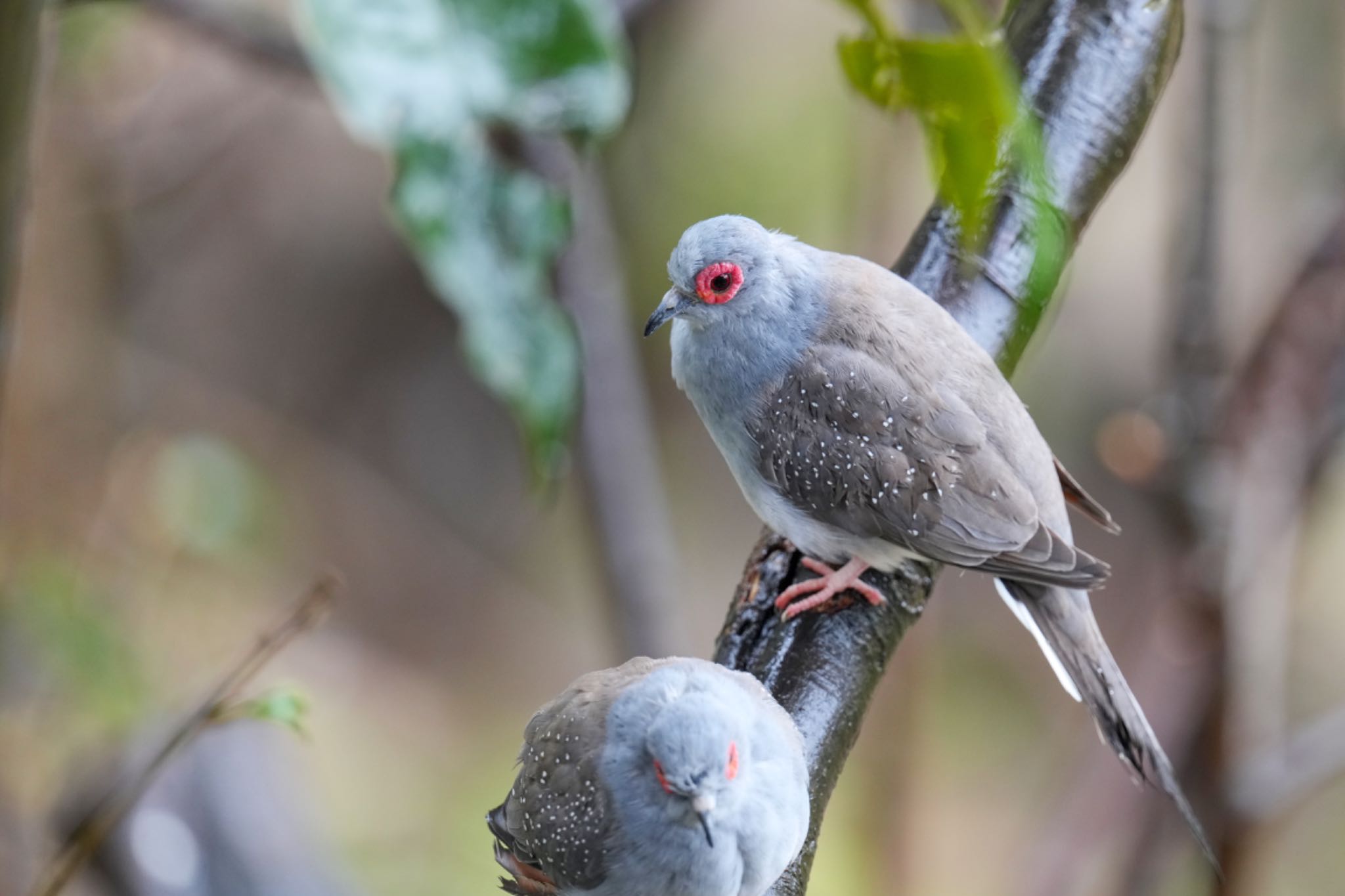 キャンベルタウン野鳥の森 ウスユキバトの写真 by アポちん