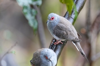 ウスユキバト キャンベルタウン野鳥の森 2023年3月25日(土)