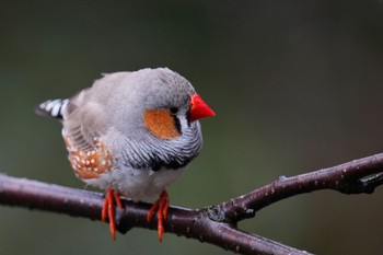 キンカチョウ キャンベルタウン野鳥の森 2023年3月25日(土)