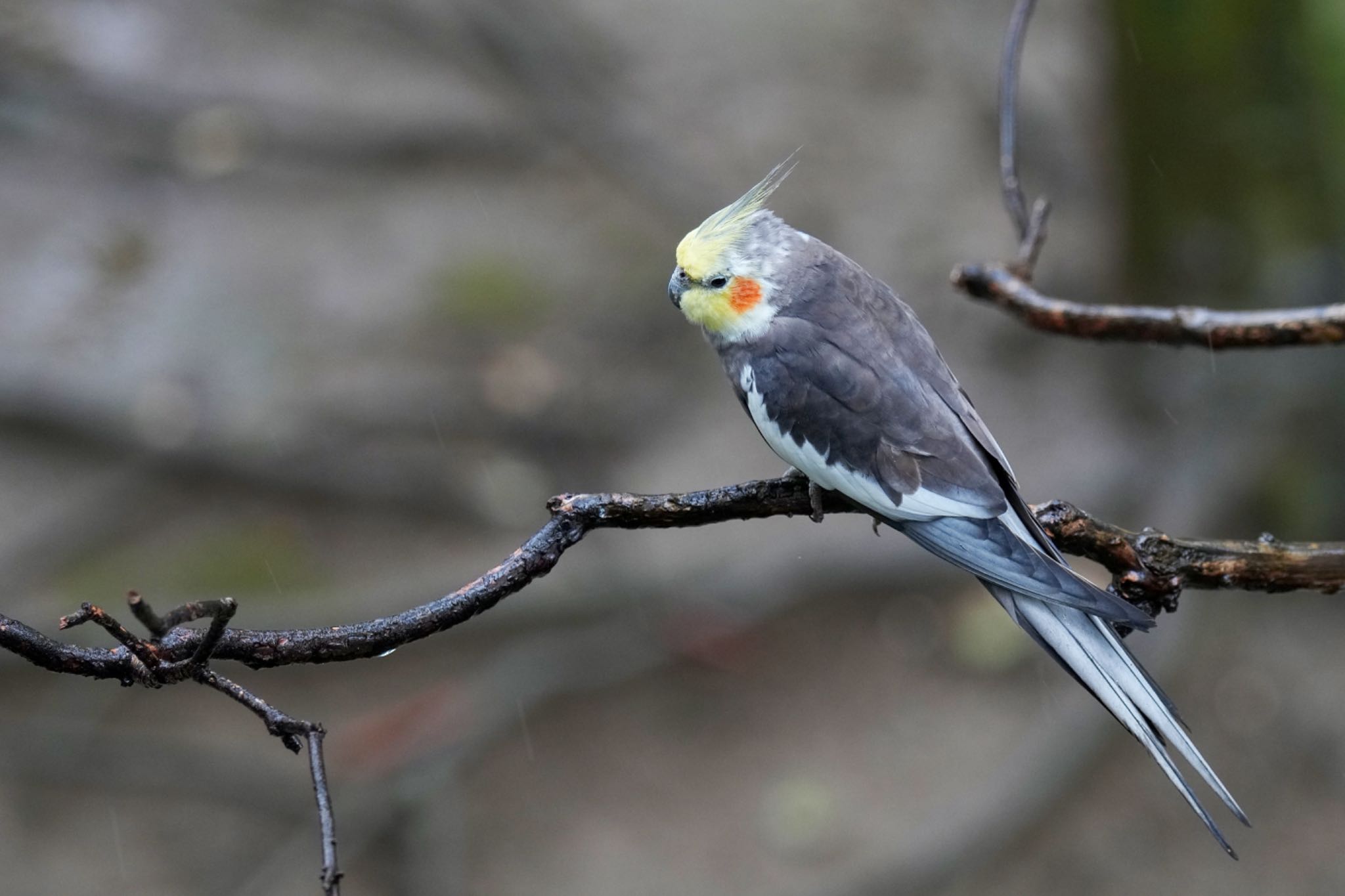 キャンベルタウン野鳥の森 オカメインコの写真